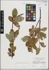 Foto von Salix hastata L.